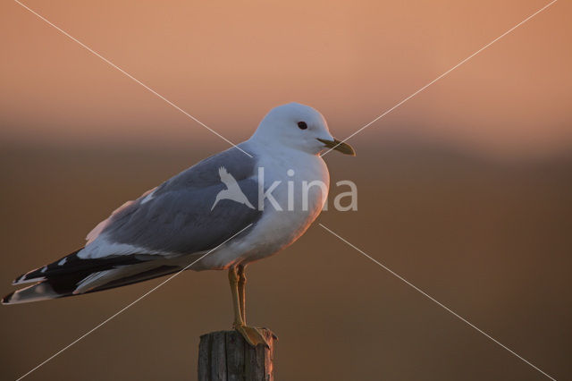 Kleine Mantelmeeuw (Larus fuscus)