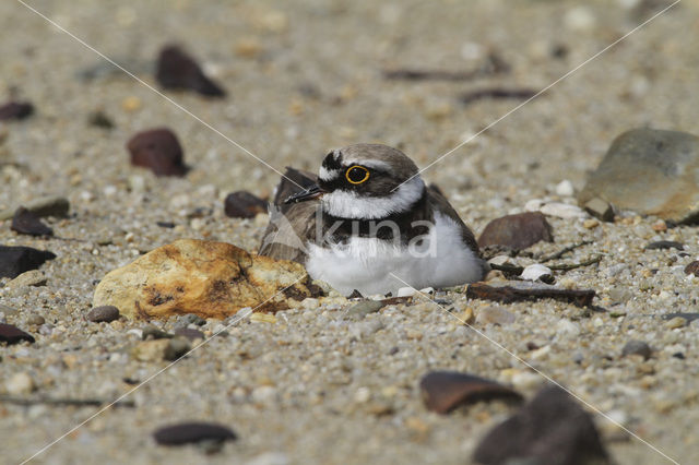 Kleine Plevier (Charadrius dubius)