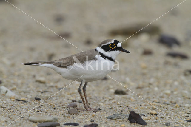 Kleine Plevier (Charadrius dubius)