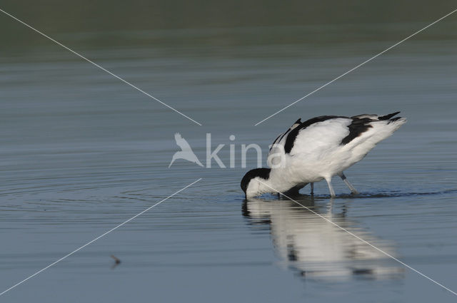 Pied Avocet (Recurvirostra avosetta)