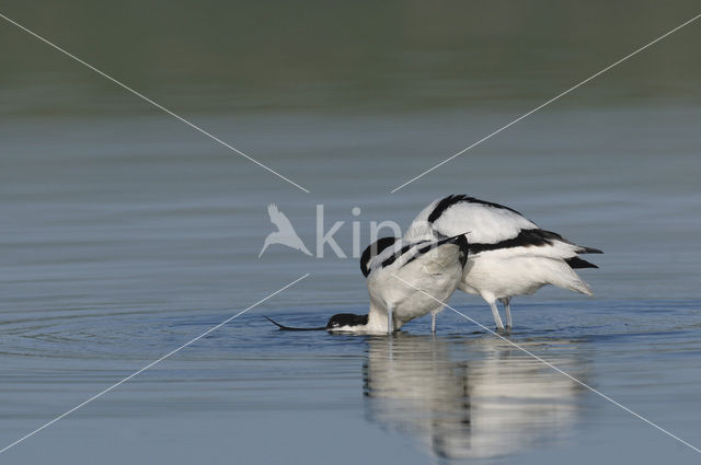 Pied Avocet (Recurvirostra avosetta)