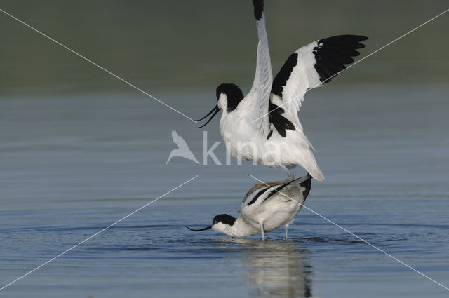 Pied Avocet (Recurvirostra avosetta)