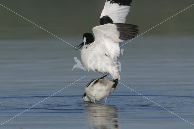 Pied Avocet (Recurvirostra avosetta)