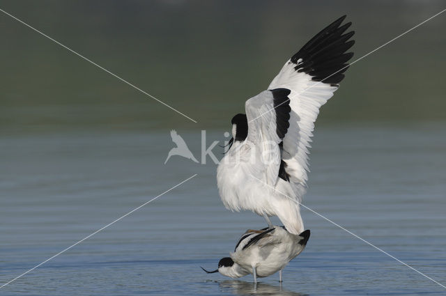 Pied Avocet (Recurvirostra avosetta)