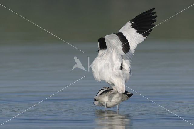 Pied Avocet (Recurvirostra avosetta)