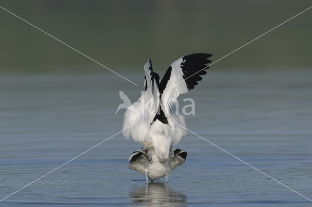 Pied Avocet (Recurvirostra avosetta)