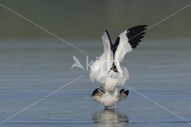 Pied Avocet (Recurvirostra avosetta)