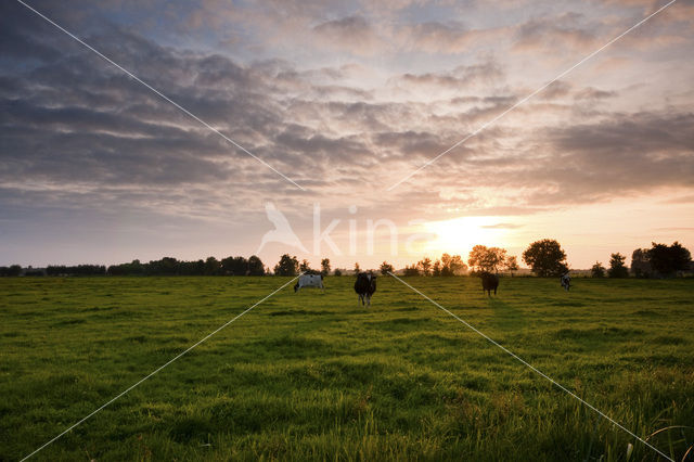 Cow (Bos domesticus)