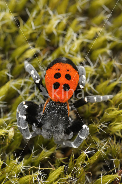 Ladybird Spider (Eresus sandaliatus)