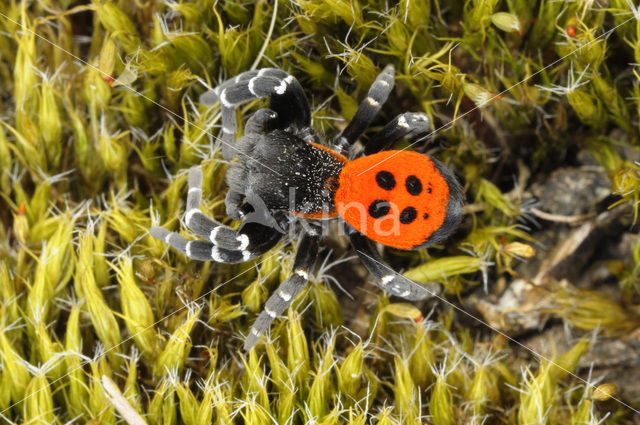 Ladybird Spider (Eresus sandaliatus)