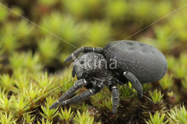 Lentevuurspin (Eresus sandaliatus)