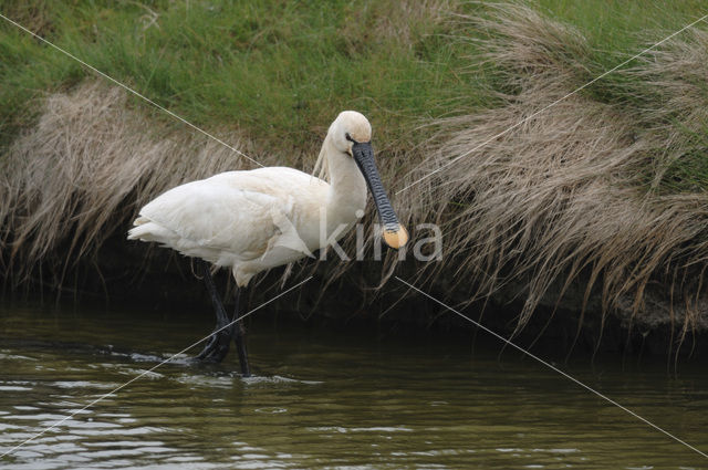 Eurasian Spoonbill (Platalea leucorodia)