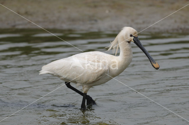 Lepelaar (Platalea leucorodia)