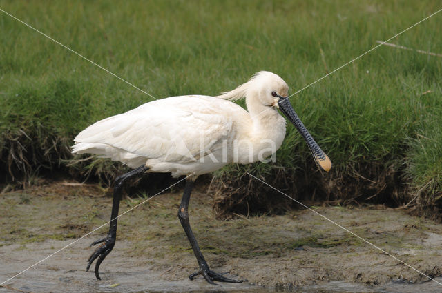 Lepelaar (Platalea leucorodia)