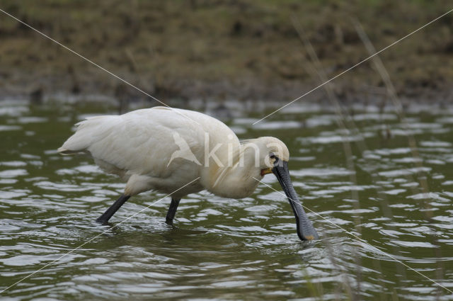 Lepelaar (Platalea leucorodia)