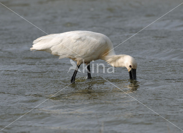 Lepelaar (Platalea leucorodia)