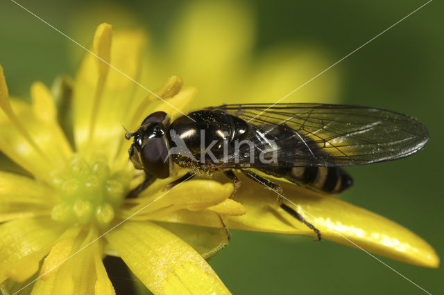 Platycheirus parmatus