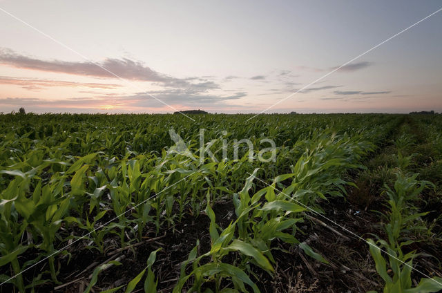 Mais (Zea mays)