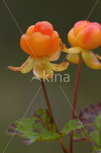 Moerasaardbei (Rubus chamaemorus)