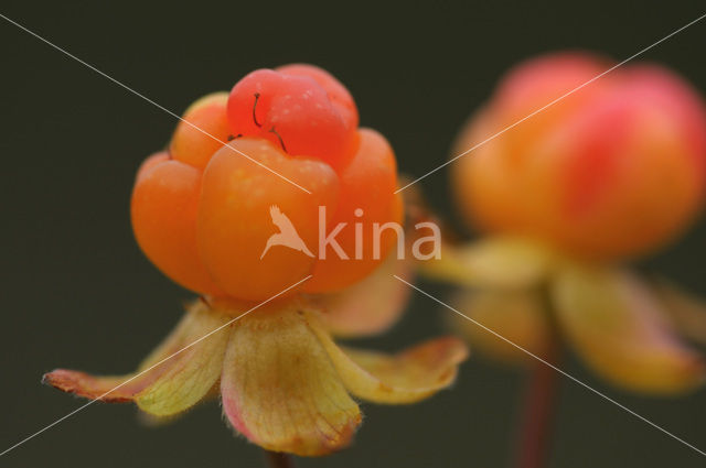 Moerasaardbei (Rubus chamaemorus)