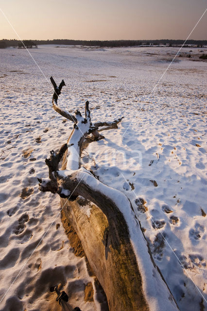 Nationaal Park Loonse en Drunense Duinen