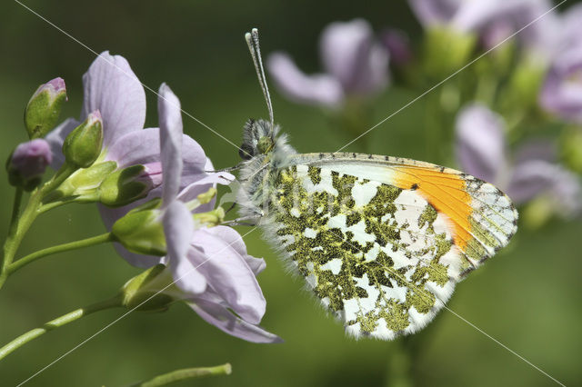 Oranjetipje (Anthocharis cardamines)