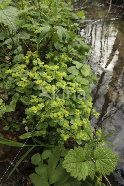 Paarbladig goudveil (Chrysosplenium oppositifolium)