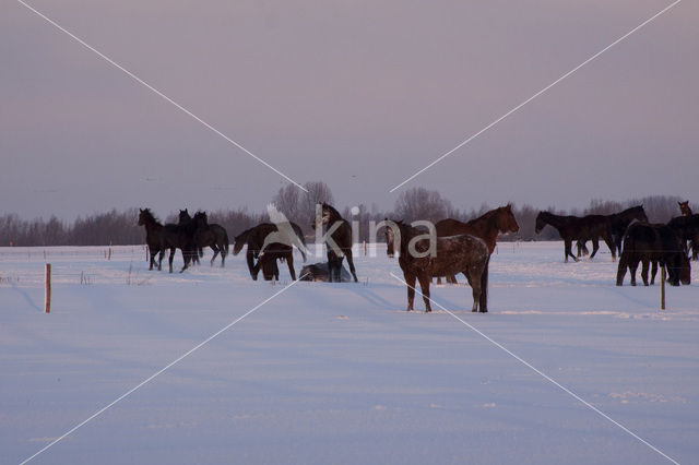 Paard (Equus spp)