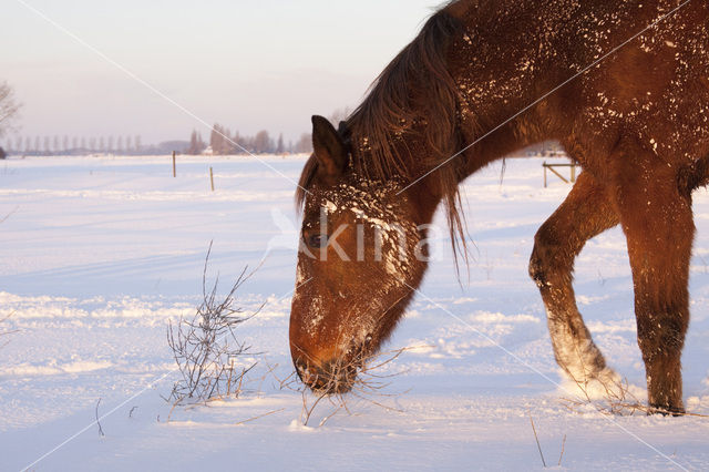 Paard (Equus spp)