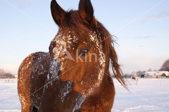 Paard (Equus spp)