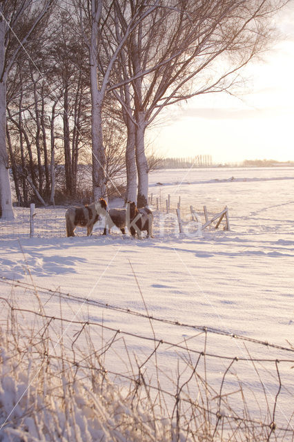 Horse (Equus spp)