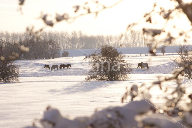 Paard (Equus spp)