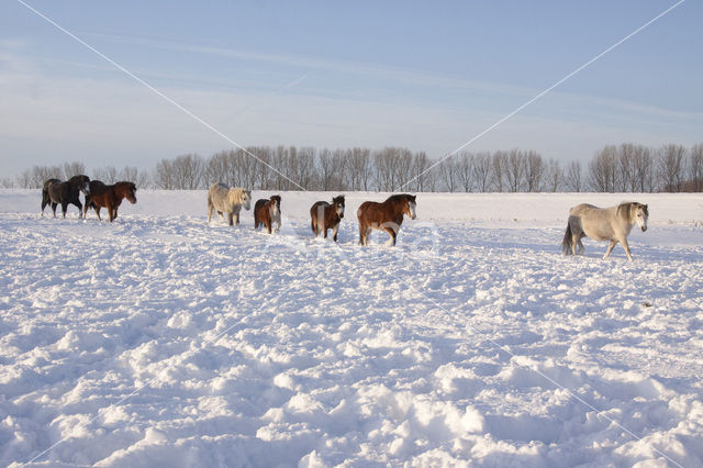 Paard (Equus spp)