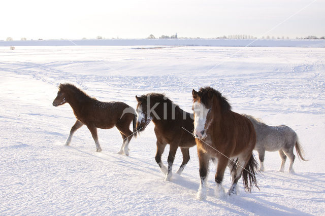 Paard (Equus spp)