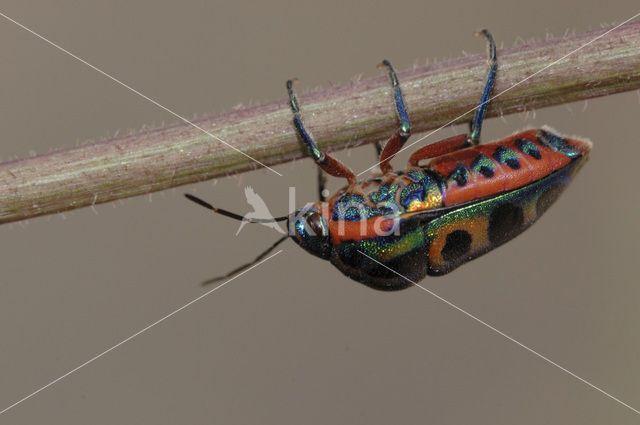 Rainbow bug (Callidea duodecimpunctata)