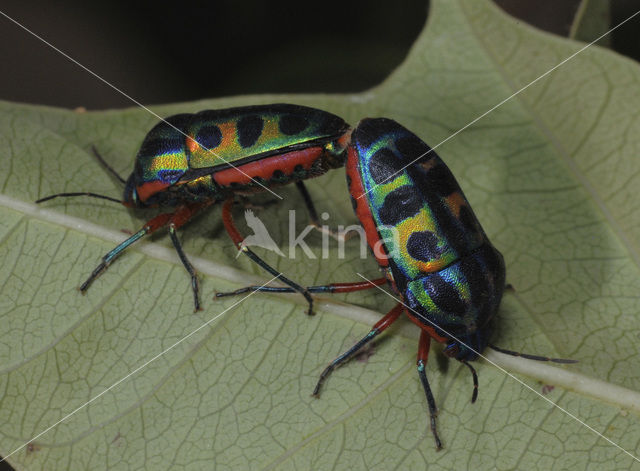 Rainbow bug (Callidea duodecimpunctata)