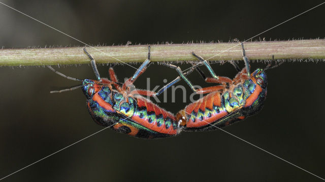 Rainbow bug (Callidea duodecimpunctata)