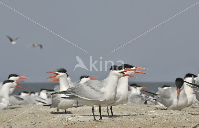 Reuzenstern (Sterna caspia)