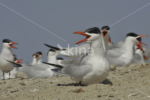 Reuzenstern (Sterna caspia)