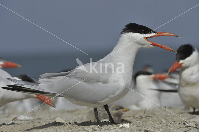 Reuzenstern (Sterna caspia)