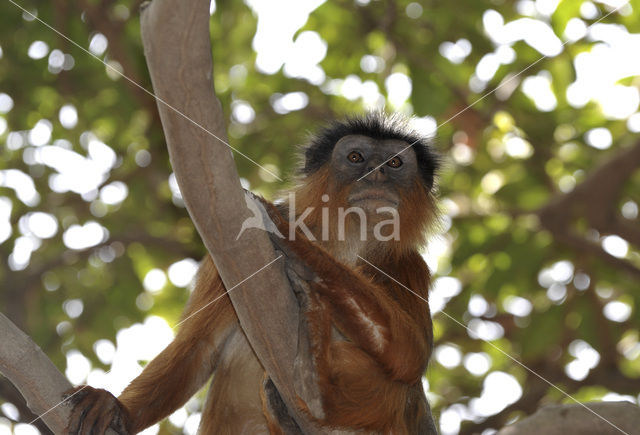 Rode franjeaap (Procolobus badius)