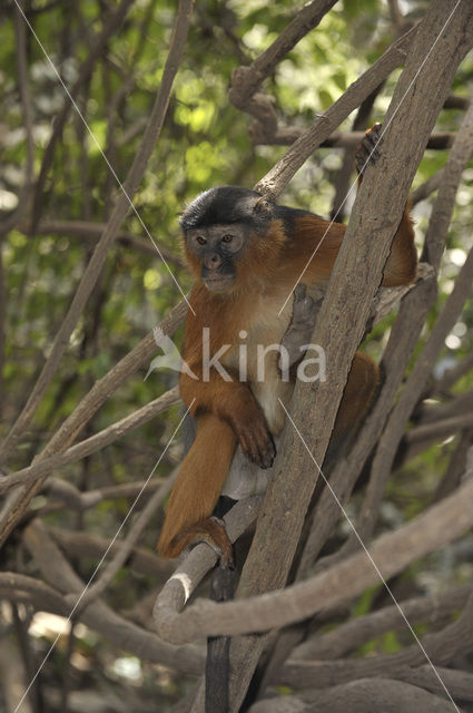 Rode franjeaap (Procolobus badius)