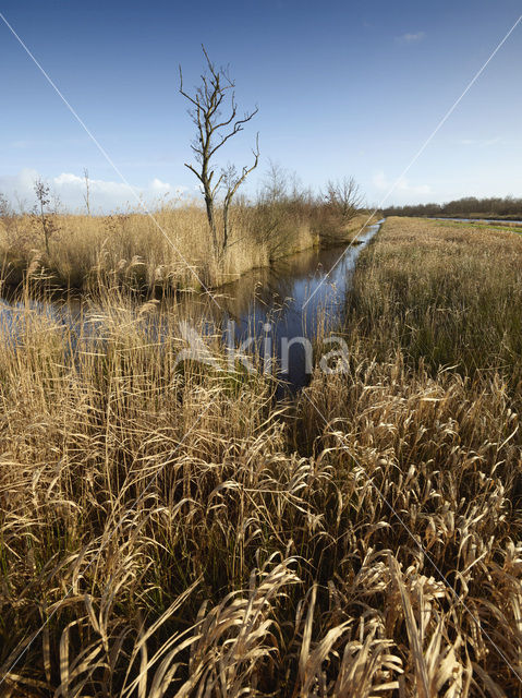 Rottige Meente