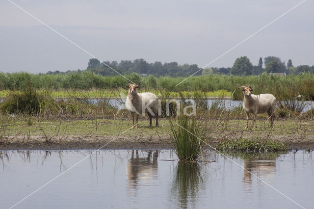 Schaap (Ovis domesticus)