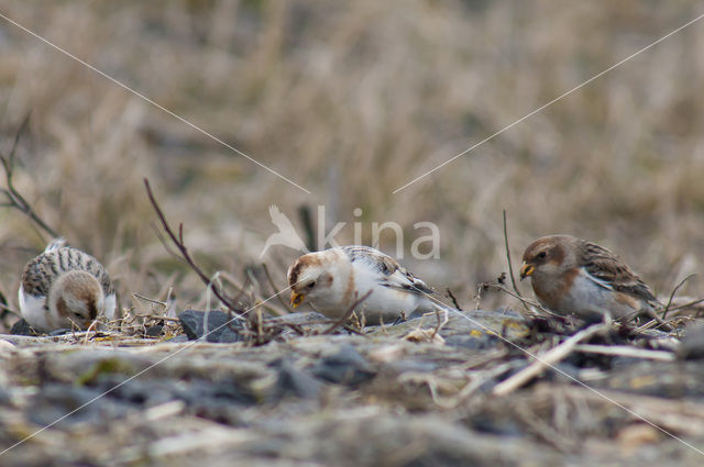 Sneeuwgors (Plectrophenax nivalis)