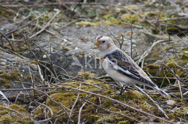 Sneeuwgors (Plectrophenax nivalis)