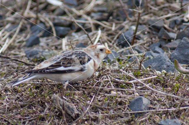 Sneeuwgors (Plectrophenax nivalis)