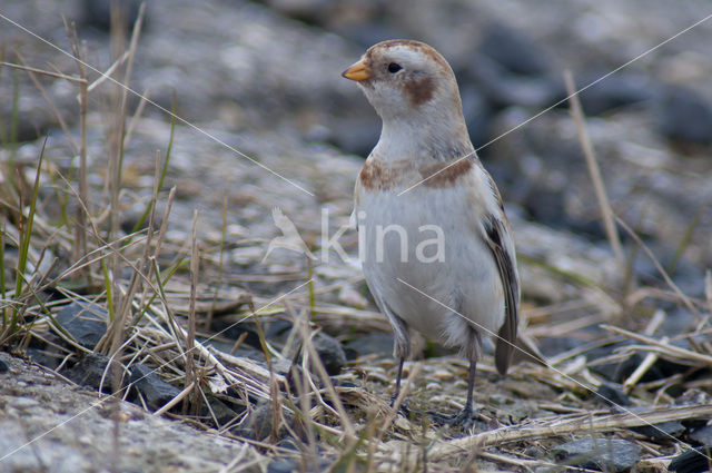 Sneeuwgors (Plectrophenax nivalis)