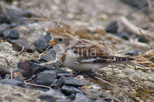 Sneeuwgors (Plectrophenax nivalis)