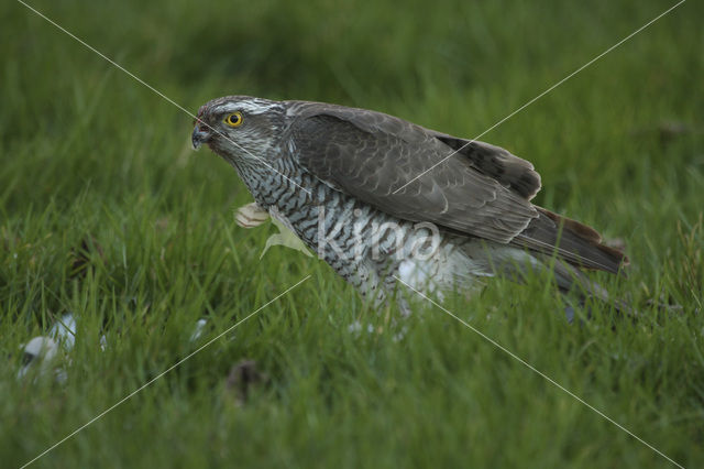 Sperwer (Accipiter nisus)